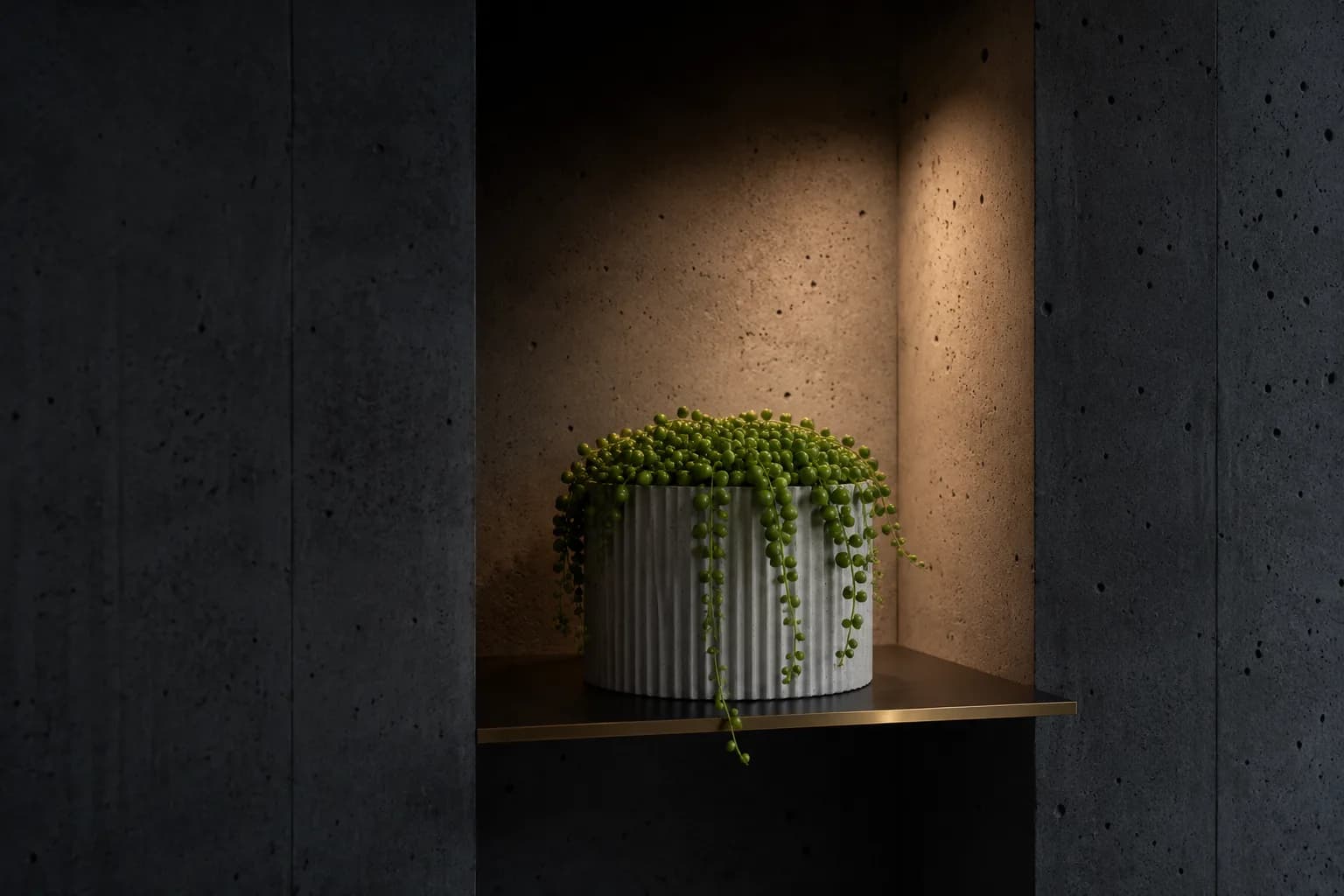 String-of-pearls trailing from a fluted concrete planter in a lit niche