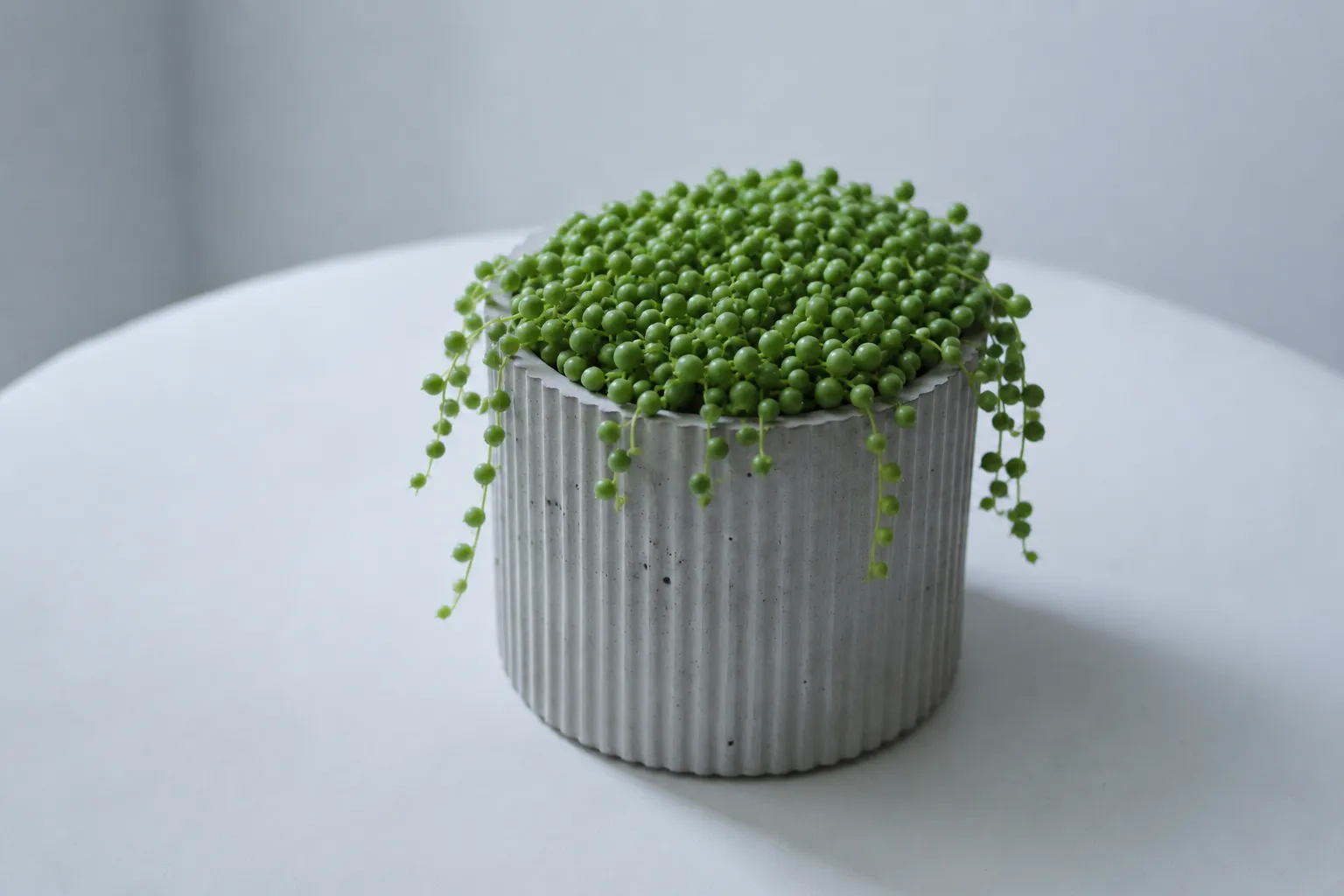 THE PLANTER, medium