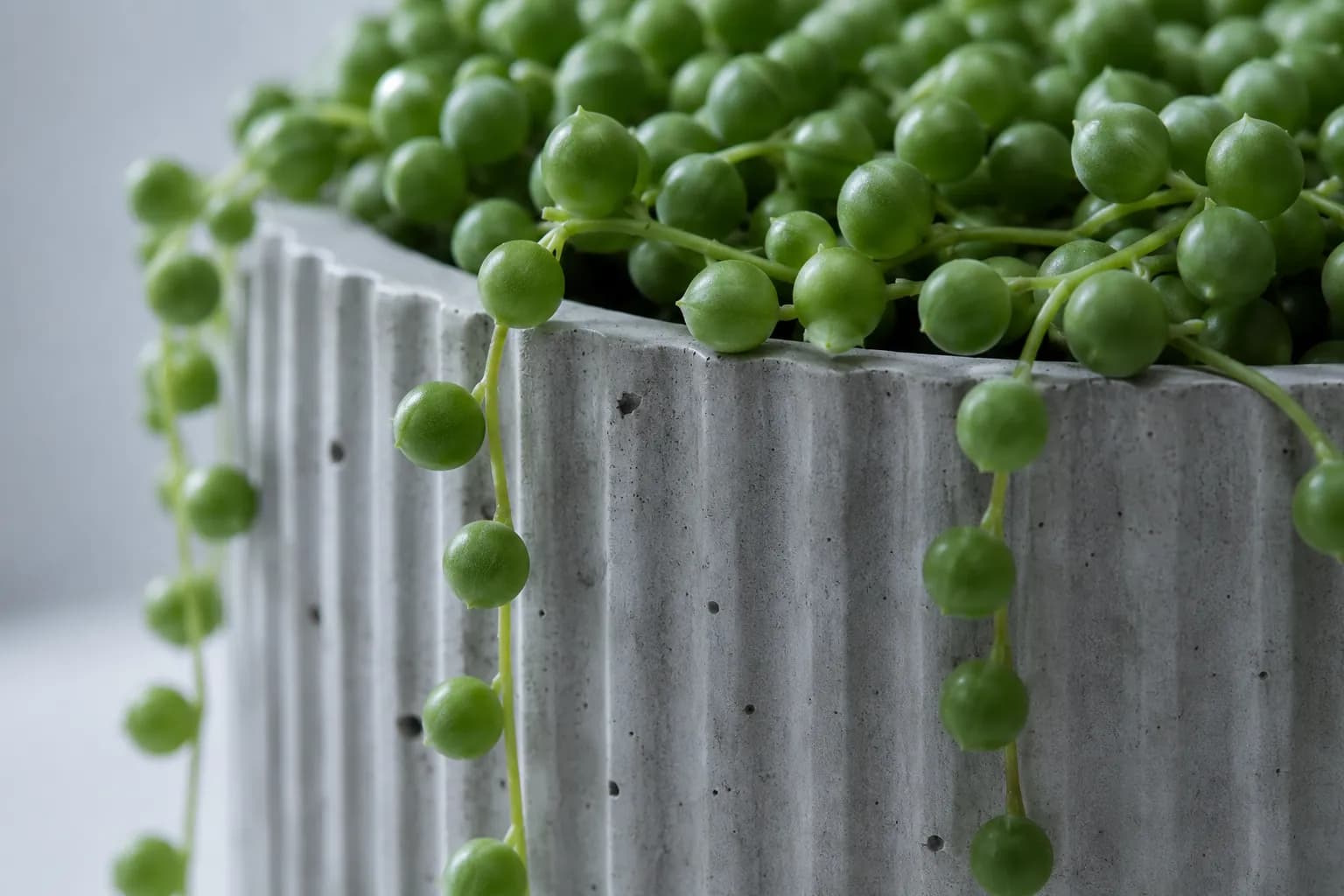 Detail of the fluted ribbing on a cast concrete planter